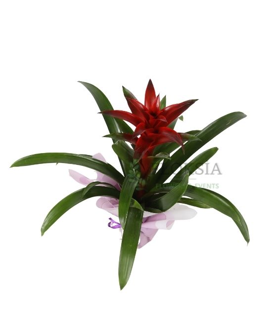 Mini Guzmania 